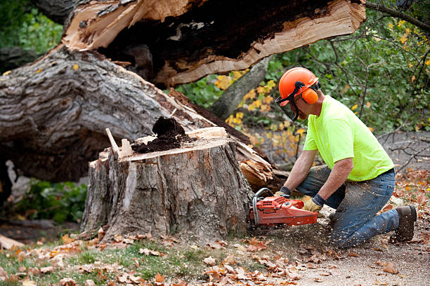 Reliable Olney, IL Tree Removal Solutions